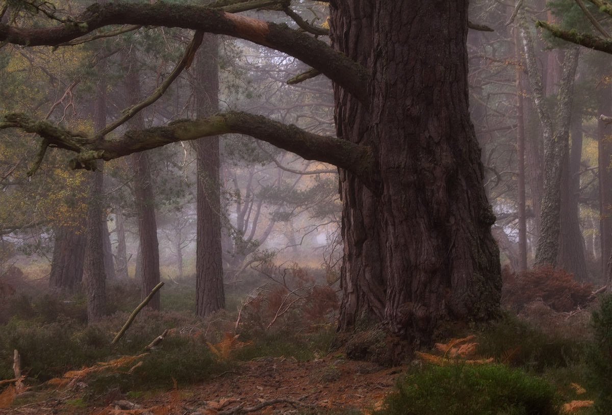 The Old Tree in the Mist
