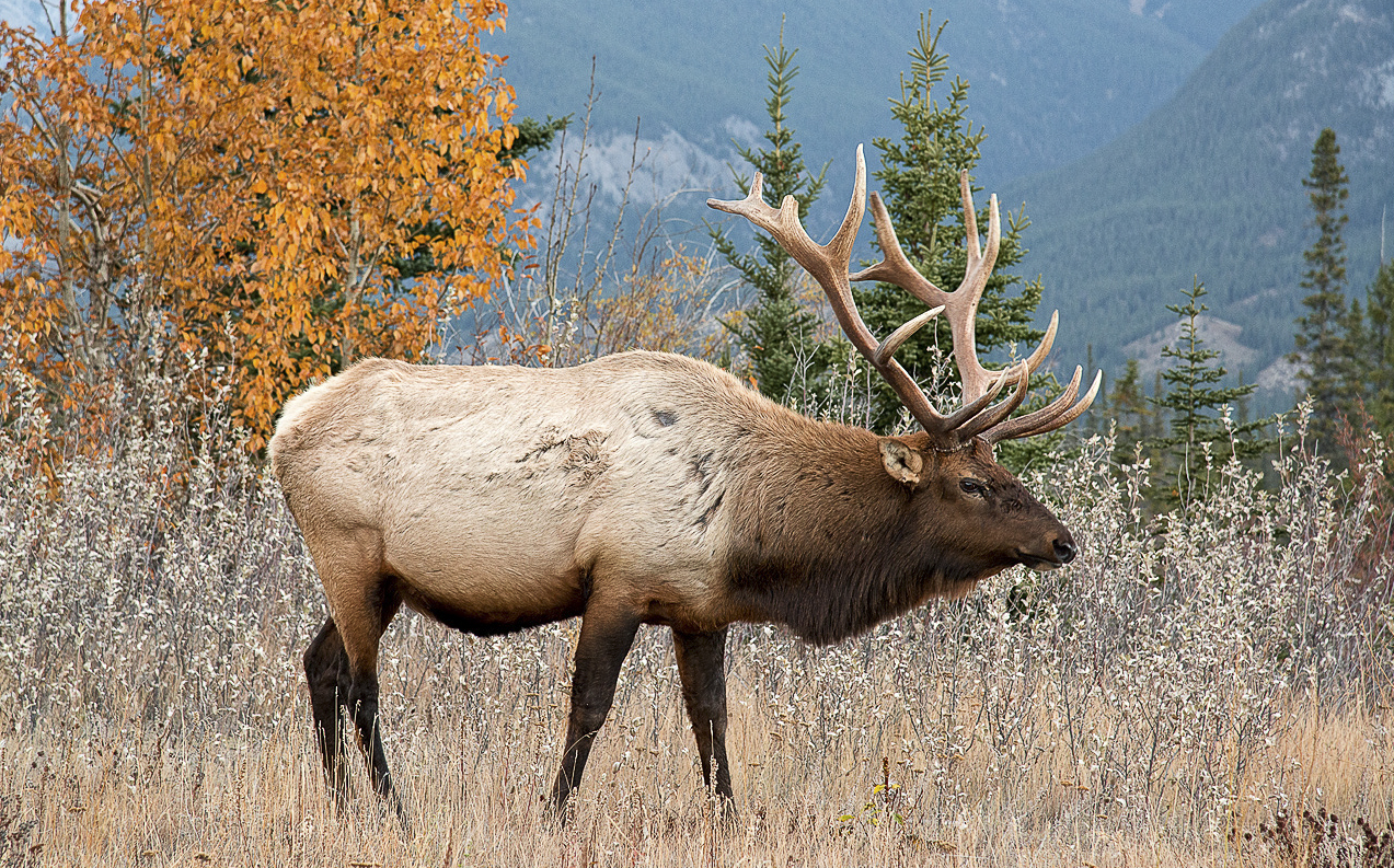 The Aspen and the Elk