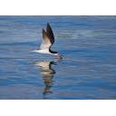 Black Skimmer on Turquoise