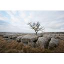 Tree at  Twistleton