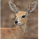 Steenbok