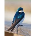 Tree Swallow on Railing