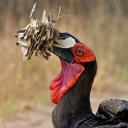 Nesting Southern Ground-hornbill