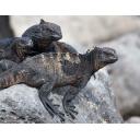 Three Marine Iguanas