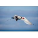 Red-billed Tropic Bird