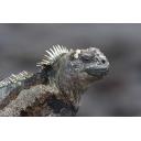 Marine Iguana Portrait