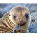 Sea Lion Pup Waves Hello