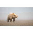 Bear on Beach