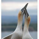 Gannet Kiss