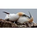 Gannet Love