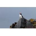 Puffin on the Rocks