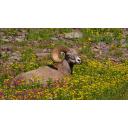 Big Horn in Flowers