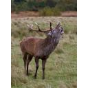 Rutting Stag