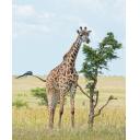 The Giraffe and the Acacia Tree