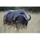 Cape Buffalo with Mud and Flies