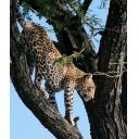 Leopard in Tree