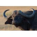 Cape Buffalo's Friend