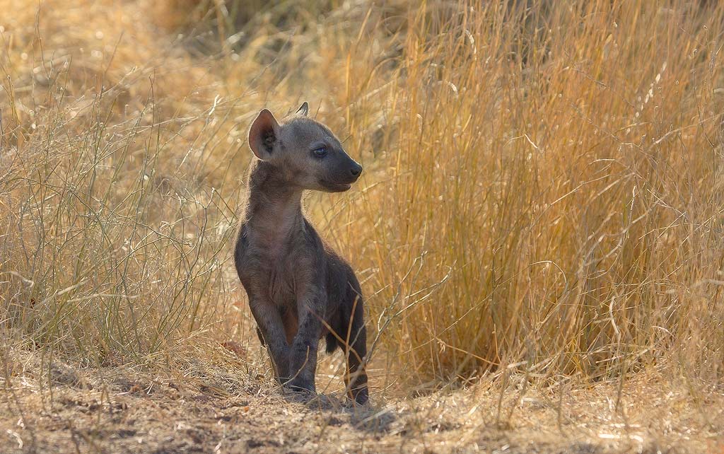 Young Hyena