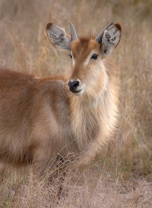 Young Waterbuck