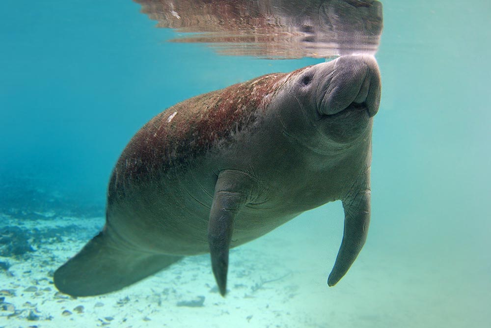 Florida Manatee