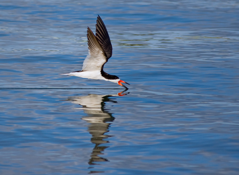 Black Skimmer on Turquoise