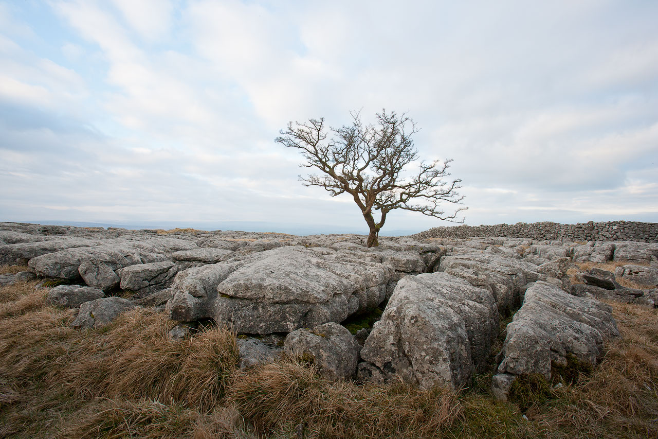 Tree at  Twistleton