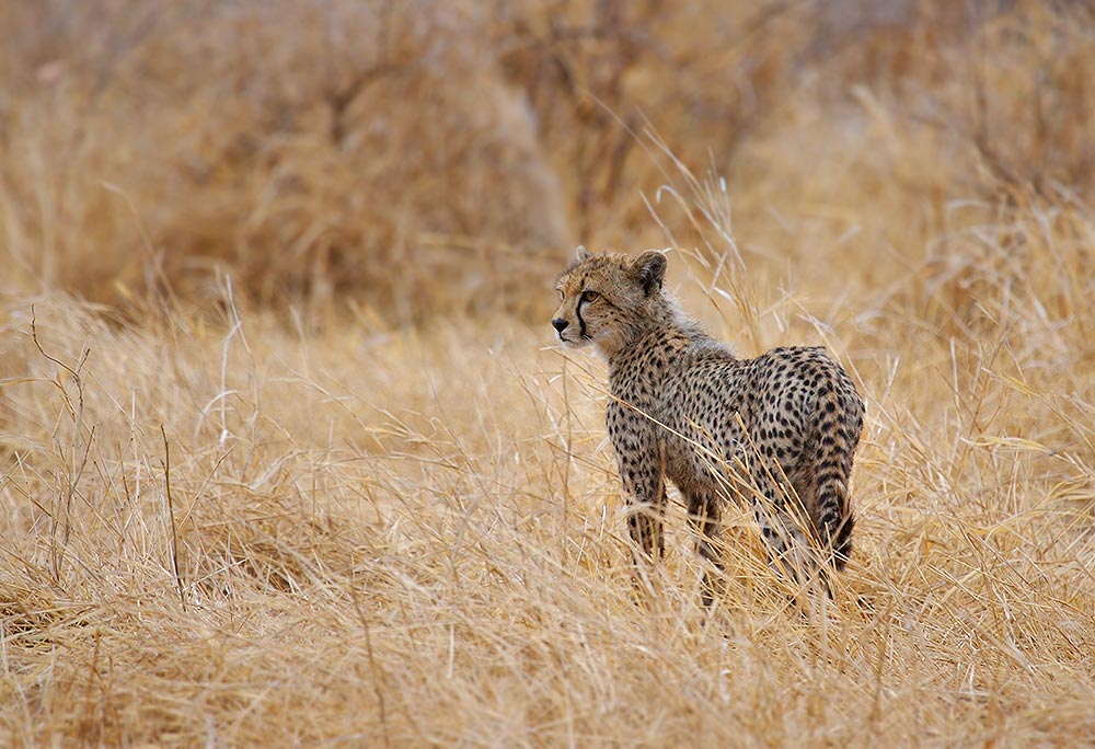 Cheetah Kitten