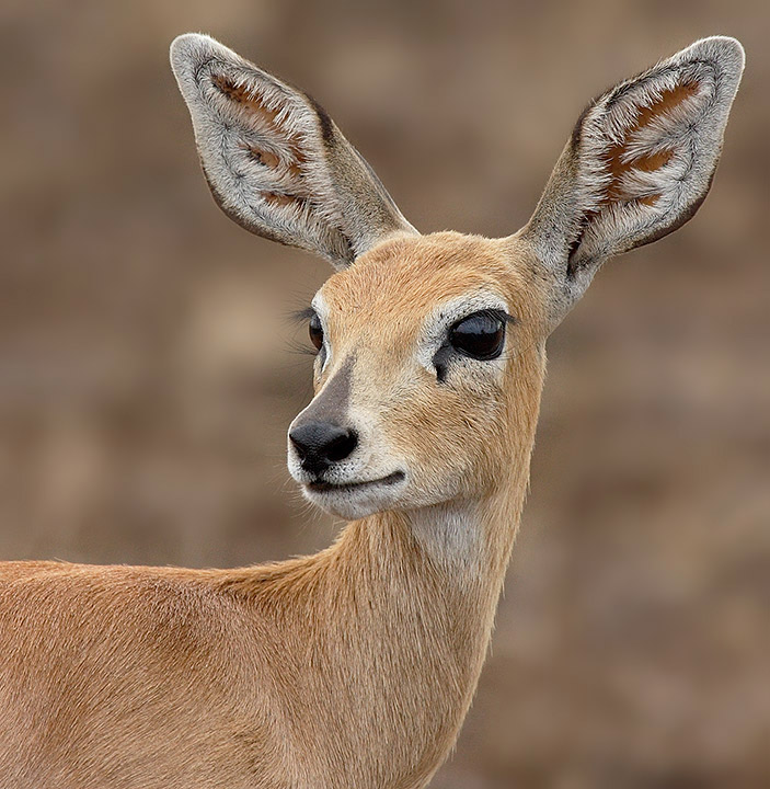 Steenbok