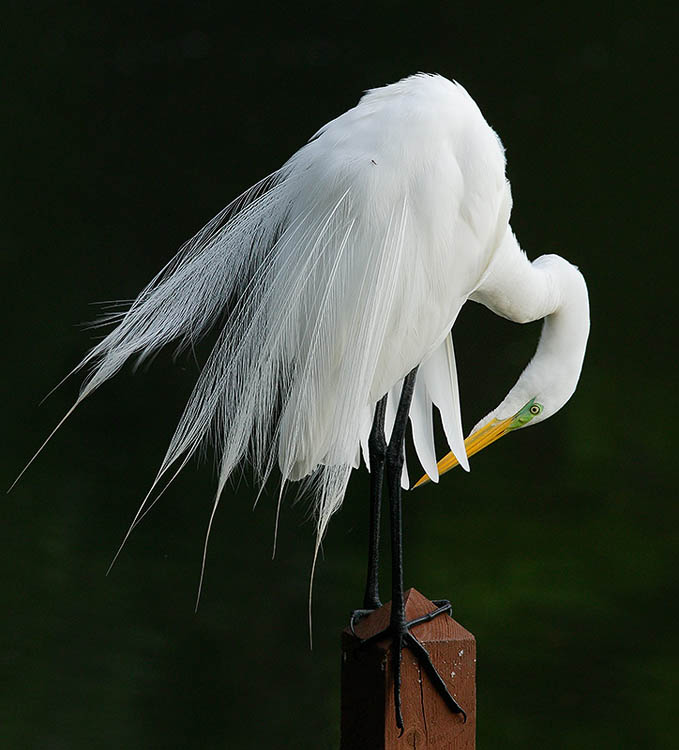 Mosquito and Egret