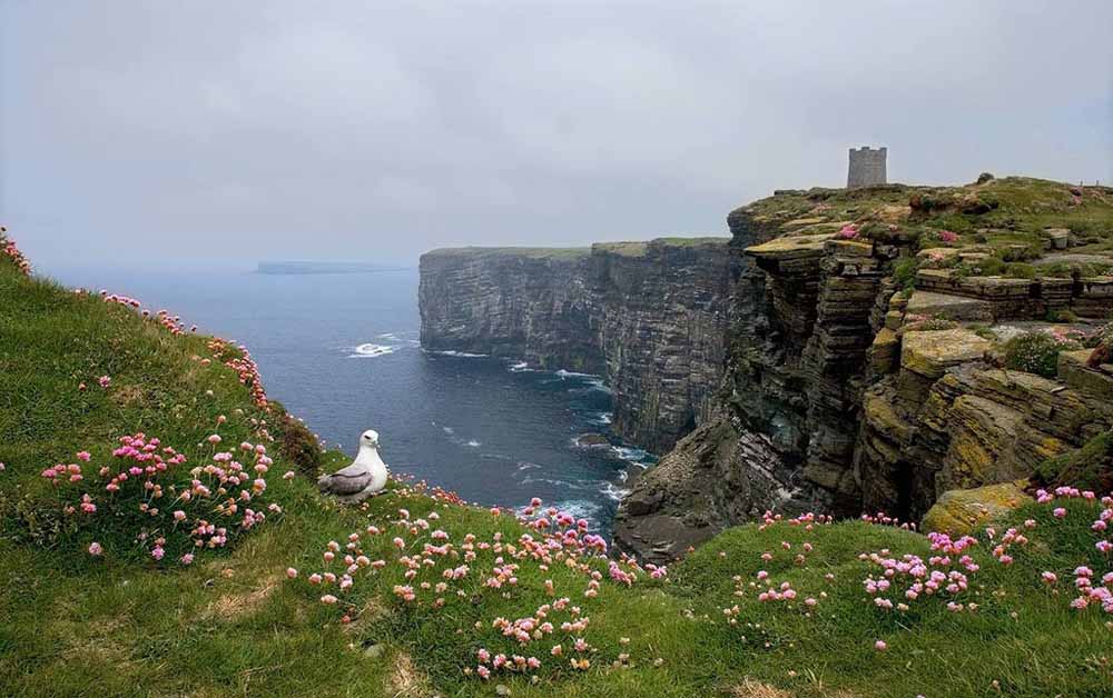 Fulmar in the Cliffs