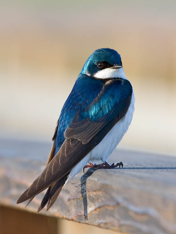 Tree Swallow on Railing