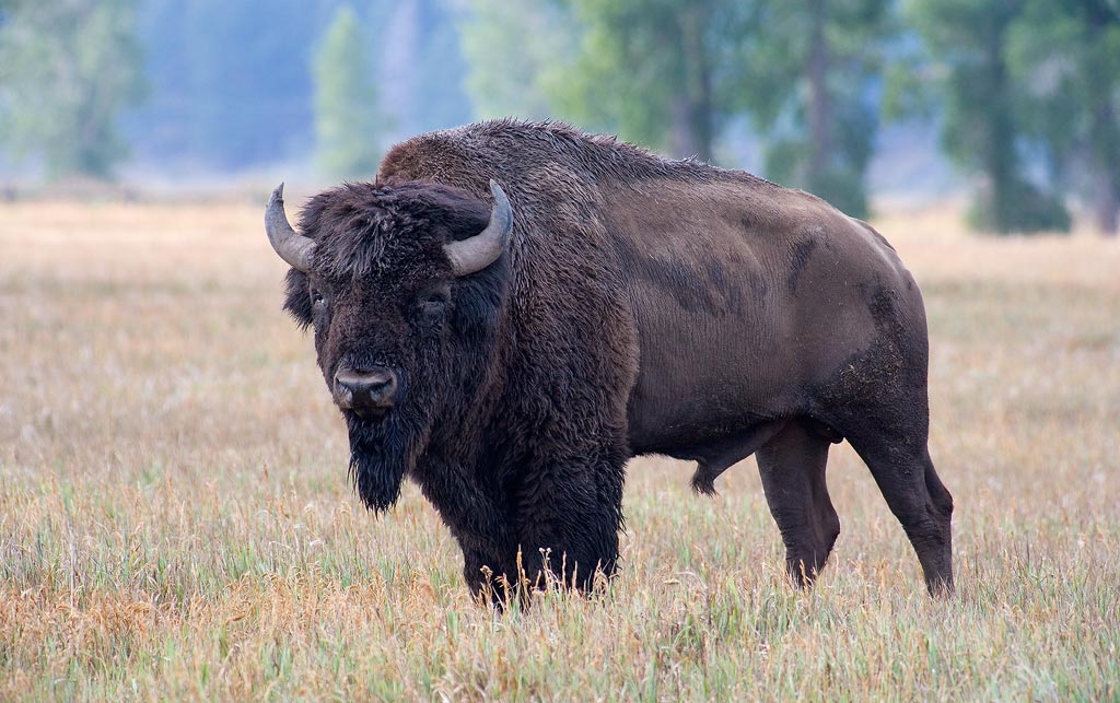 The Old Lone Bison