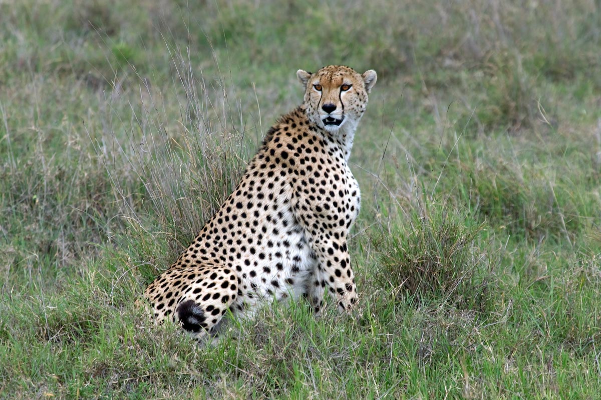 Cheetah in Grass