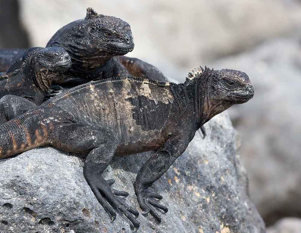 Three Marine Iguanas