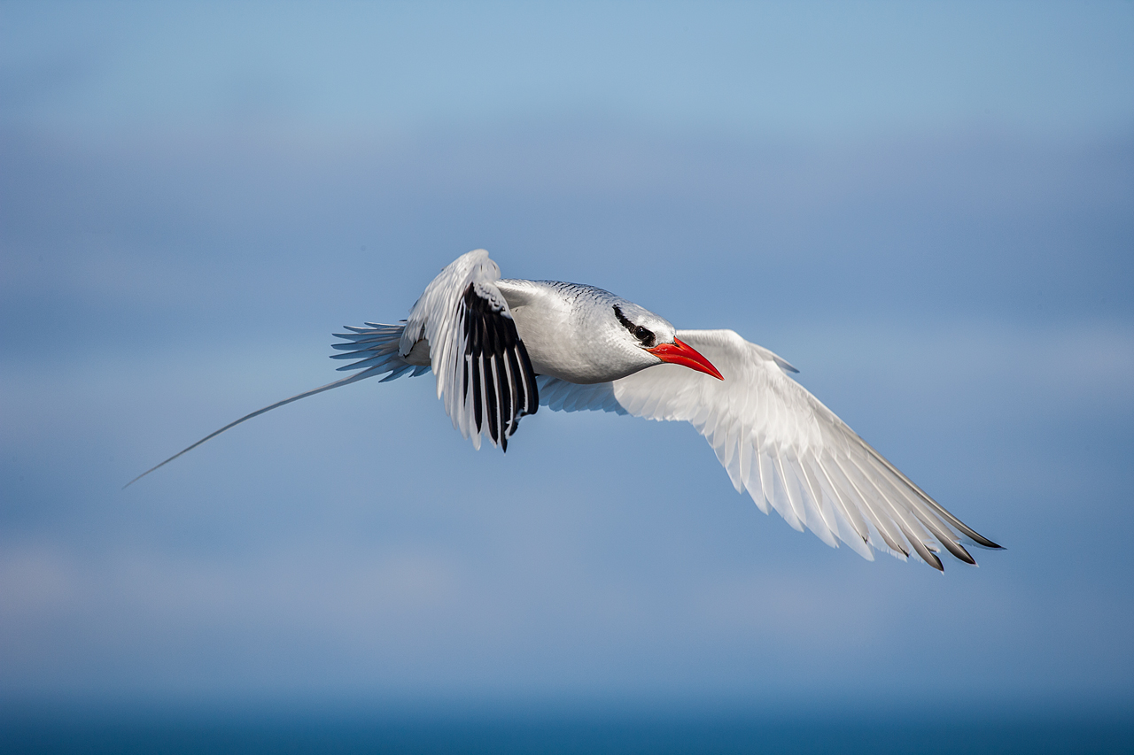 Red-billed Tropic Bird