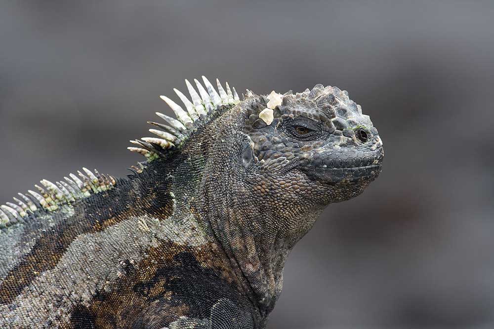 Marine Iguana Portrait