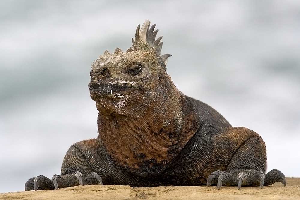 Marine Iguana