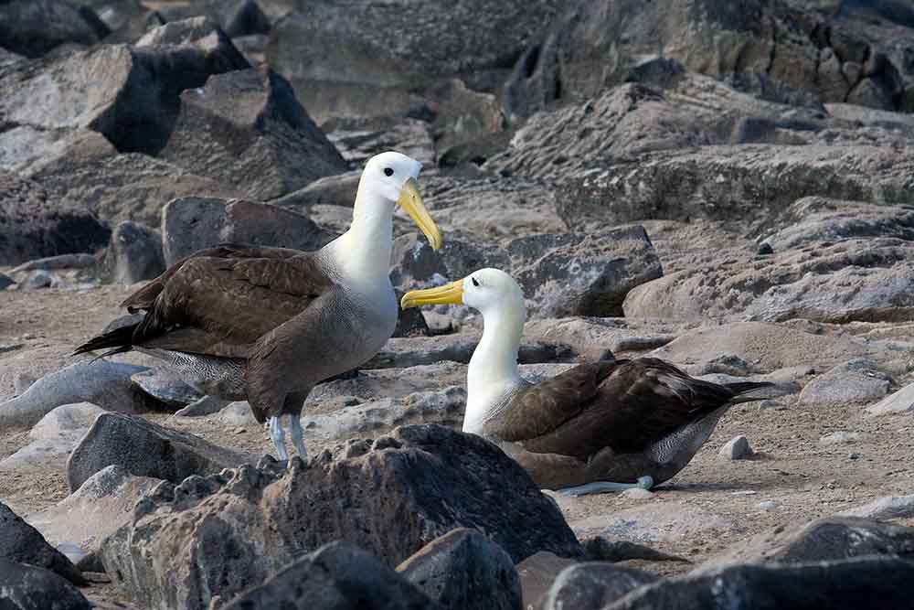 Albatross Couple