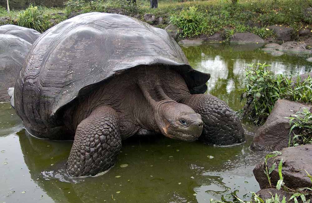 Galapagos Tortoise