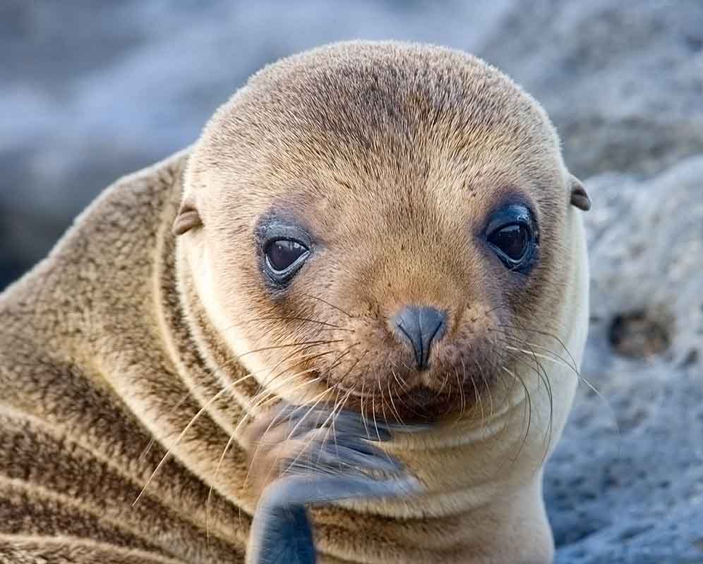 Sea Lion Pup Waves Hello