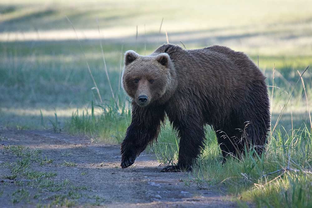 Roadside Encounter