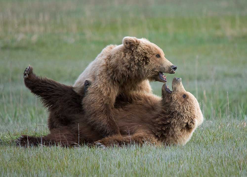 Bear Play