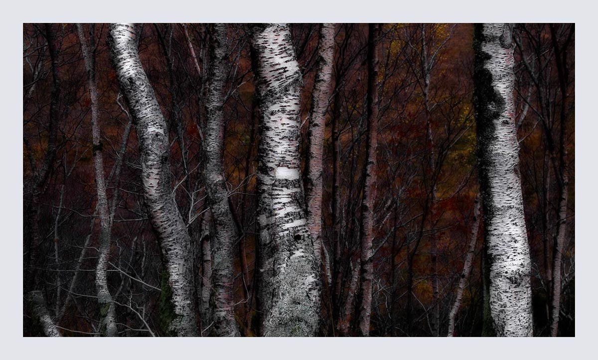 Birch Trees on Red