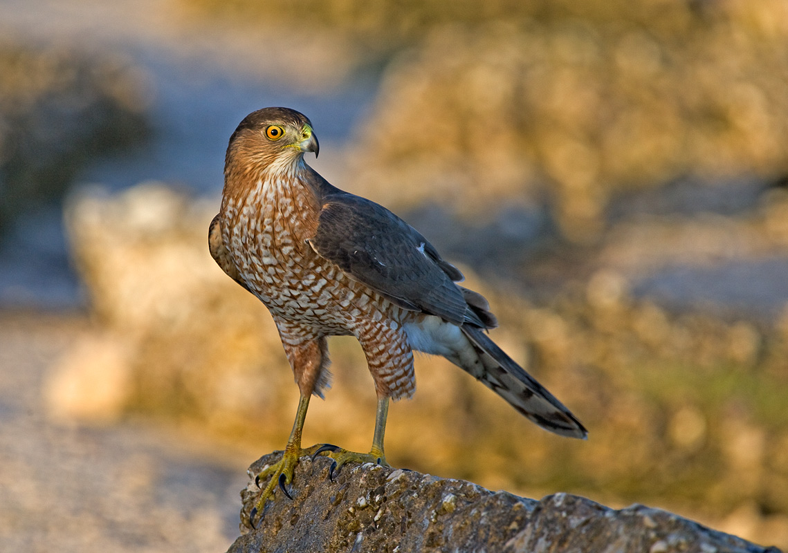 Christmas Hawk