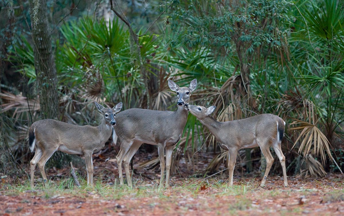 Family Portrait