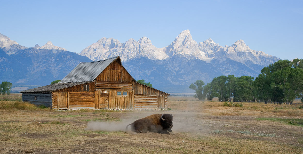 Bison and Barn