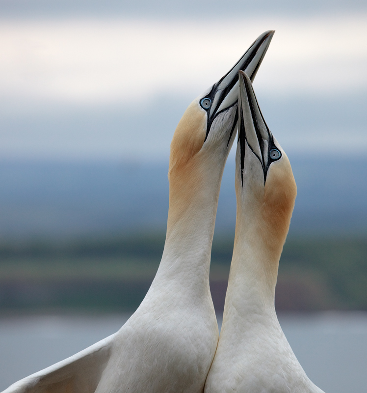 Gannet Kiss