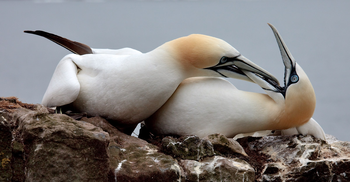 Gannet Love