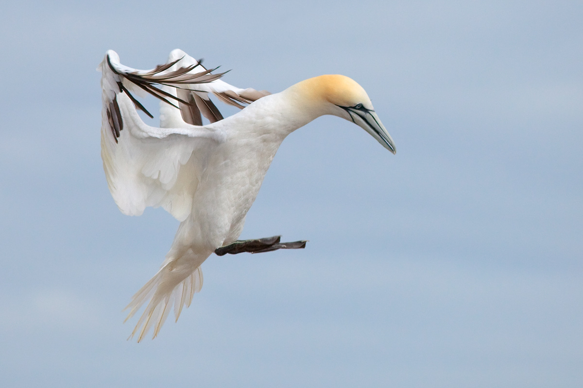 The Landing