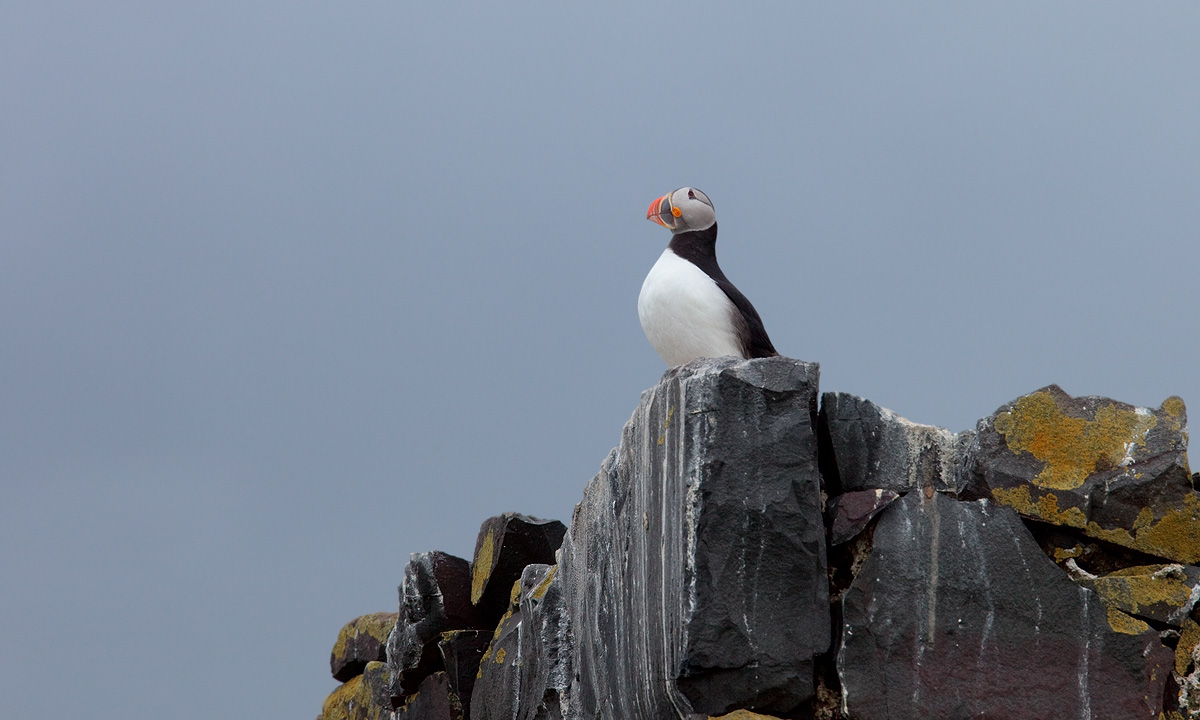 Puffin on the Rocks